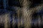 USA-Arizona-Buckeye-Abstract of decorated trees at night during Christmas Art Print